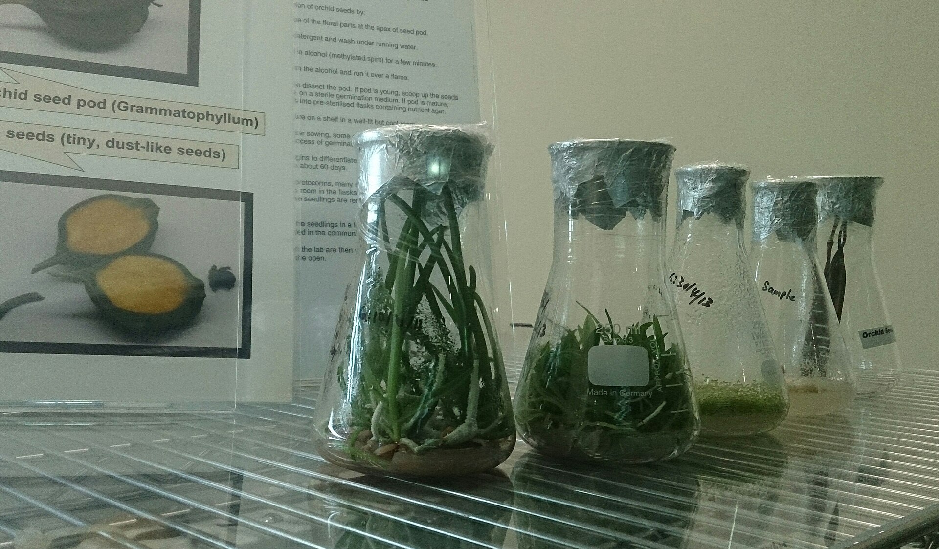 From flask to flower: how a lab-grown orchid reaches your home