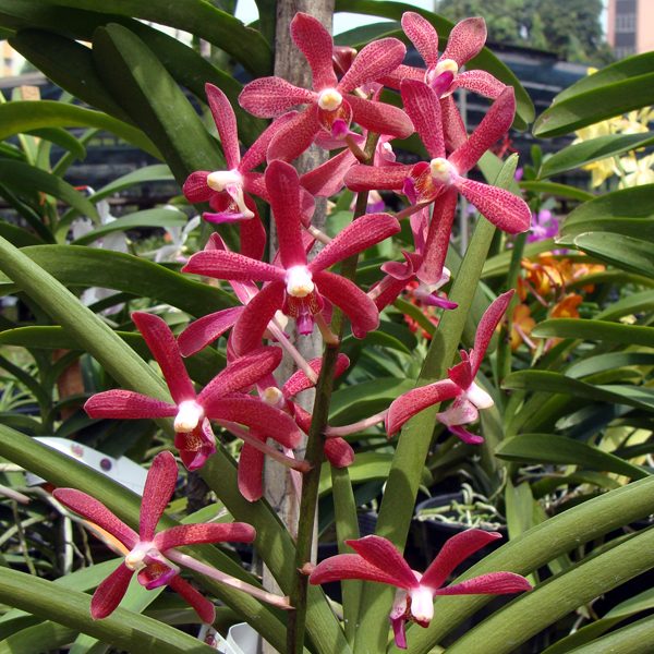A51 · Bokchoonara Khaw Bian Huat