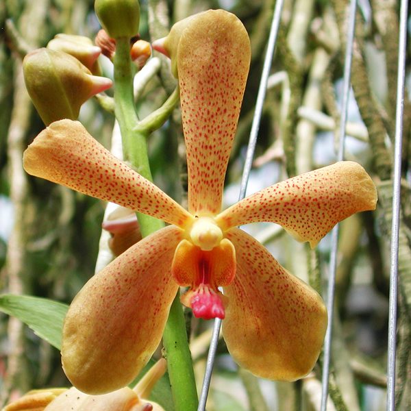 A67 · Mokara Sayan × Vanda Kultana Gold