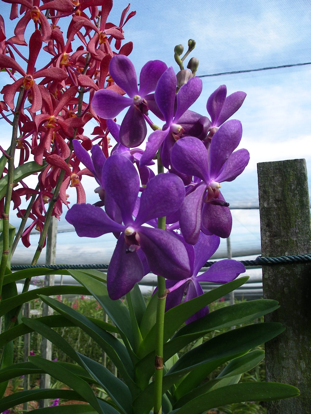 A93 · Arachnis hookeriana × Vanda Dawn Nishimura