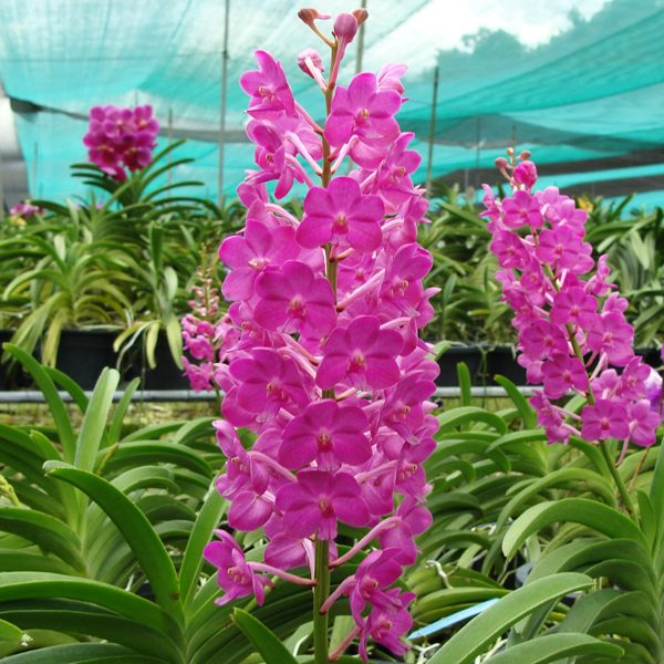 AC125 · Vascostylis Pine Rivers ‘Pink’