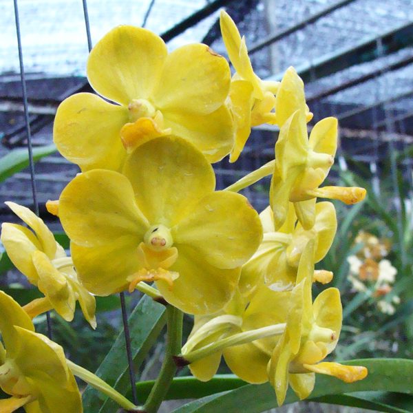 AC134 · Ascocenda Fuchs Gold × Vanda Charles Good Fellow