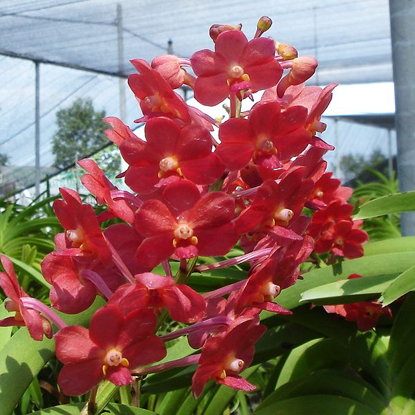 AC138 · Vascostylis Pine River Red