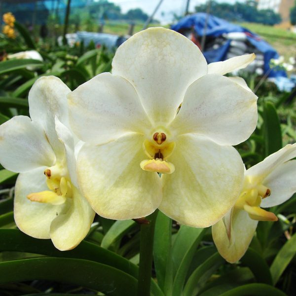 AC158 · Vanda Rose David ‘White’ × Ascda Muang Thong