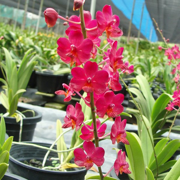 AC162 · Ascovandoritis Thai Cherry