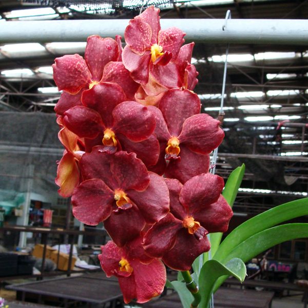 AC164 · Ascocenda Bigness × Ascocenda Korbfah