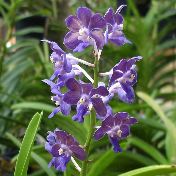 AC171 · Vascocenda Tham Yuen Hae × Broga Bluebell