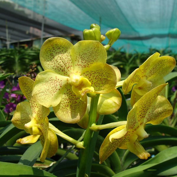 AC172 · Vanda Charles Good Fellow × Ascocenda Jiraprapha