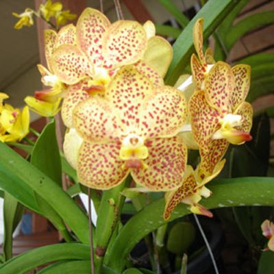 AC178 · Ascocenda Thai Spots × Suksamaran ‘Gold’
