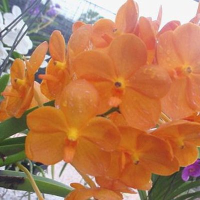 AC183 · Vanda Kultana Gold × Asco Udomchai