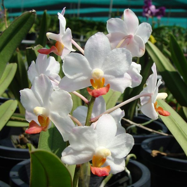 AC184 · Meechaiara Pearl of Siam ‘Hawaii’ AD/AOS (Hagerara Snow White × Vascostylis Sumalee Beauty)