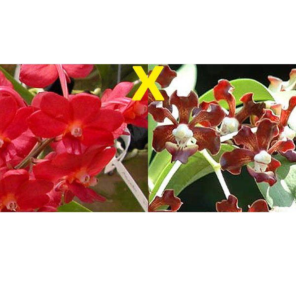 AC185 · Ascocenda Meda Arnold × merrillii