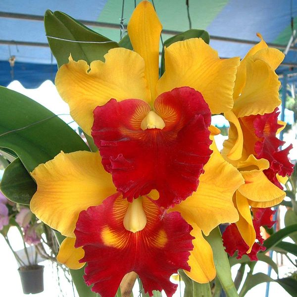 BC103 · Brassolaeliocattleya Chun Yeah ‘Yellow Swallow’ AM/OSROC