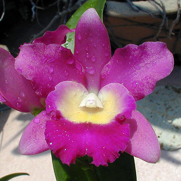 BC106 · Brassolaeliocattleya Sa-Ngob Delight ‘Sa -Ngob’ AM/AOS
