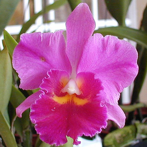 BC111 · Cattleya Bangkok ‘Ruby’