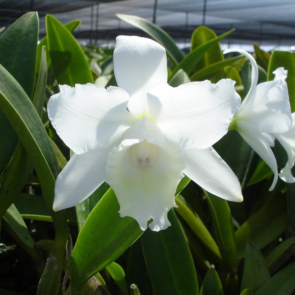 BC112 · Cattleya Hawaii Wedding Song ‘Virgin’ HCC/AOS