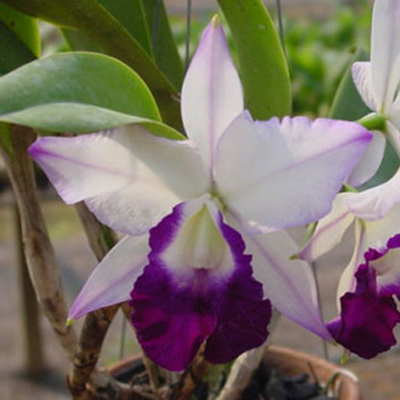 BC118 · Laeliocattleya Mem Robert Strait ‘Blue Hawaii’ JC/AOS