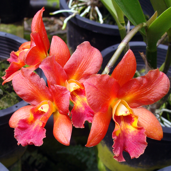 BC120 · Brassocattleya Star Trek ‘Orange’