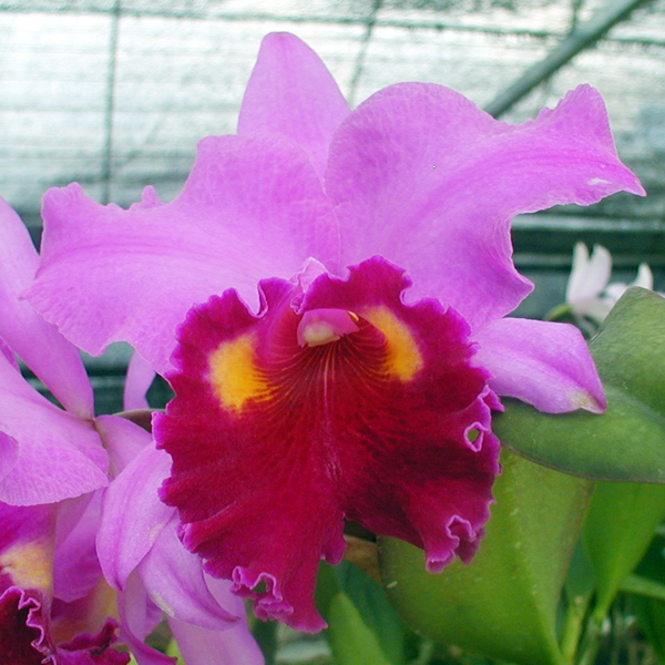 BC135 · Brassolaeliocattleya Irene Finney ‘York’ AM/AOS