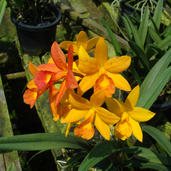 BC139 · Brassocattleya Hidden ‘Gold’