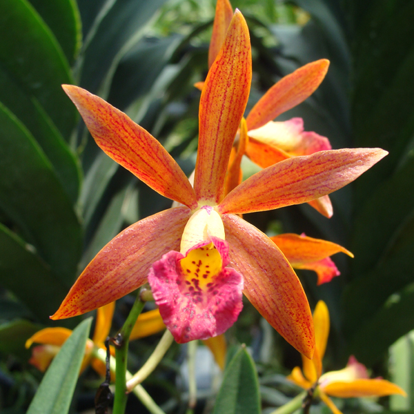 BC140 · Brassocattleya Yellow Splash Red ‘Big’