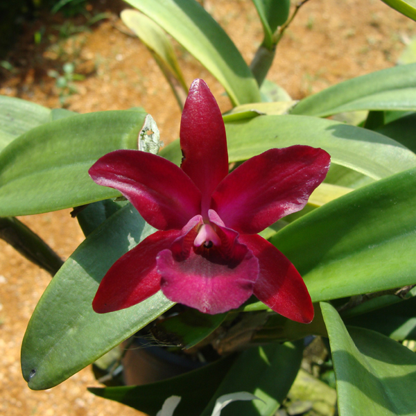 BC141 · Cattleya Netrasiri Fame