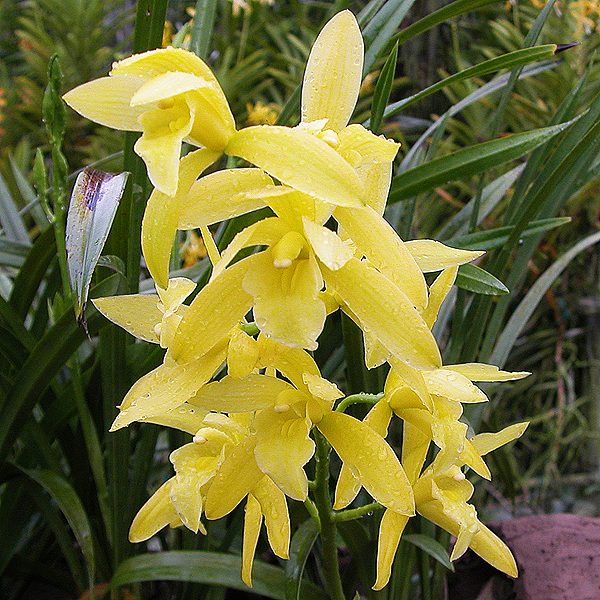 BO102 · Cymbidium Golden Elf ‘Sundust’ HCC/AOS