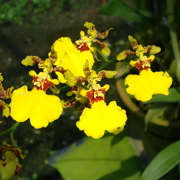 BO109 · Oncidium Golden Shower