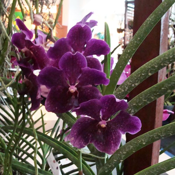 BV125 · Vanda Memo Sumjit ‘Dark Purple’