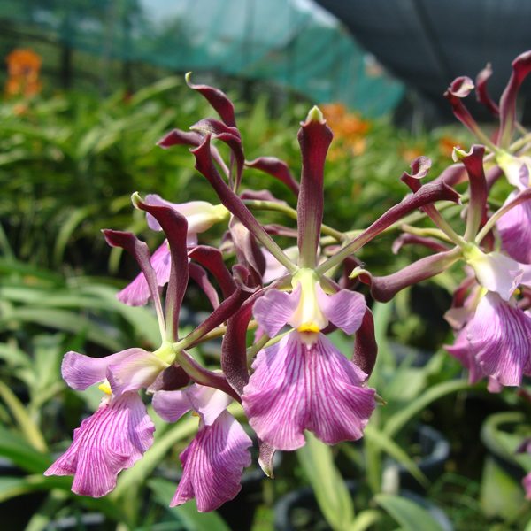C100 · Epidendrum Keith Roth Purple Glory