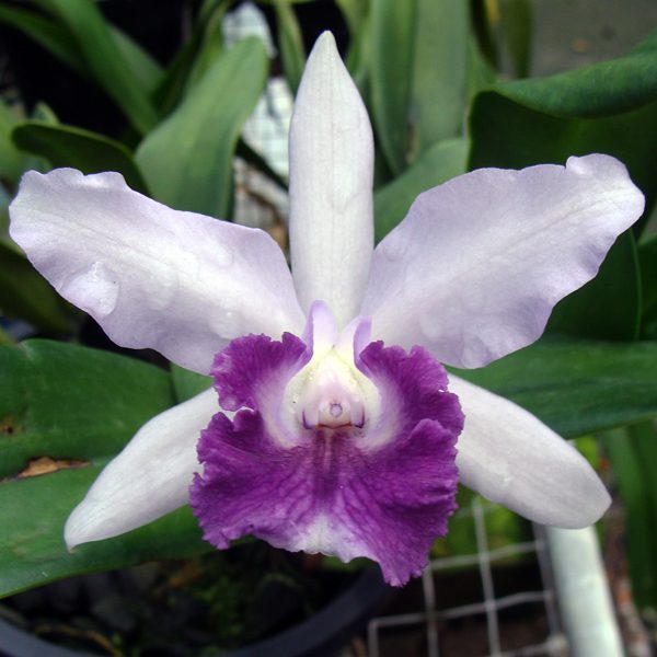 C113 · Brassolaeliocattleya Boy’s Grotto ‘Blue’ × Laeliocattleya Intermediate Agui Blue