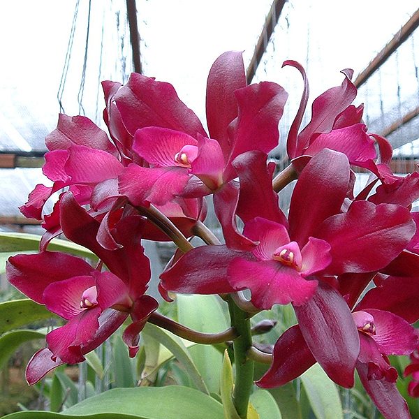 C117 · Laeliocattleya Netrasiri Fireball × Laeliocattleya Little Irene