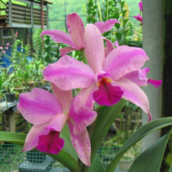 C120 · Cattleya violacea ‘Yen’