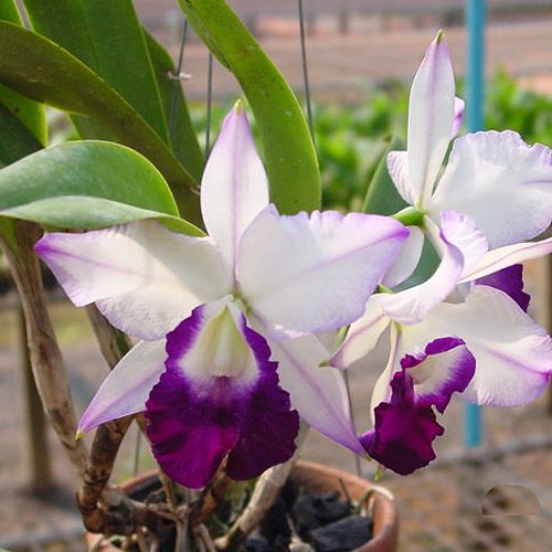 C125 · Laeliocattleya Mem Robert Strait Strait × Valentine ‘Coerulea’