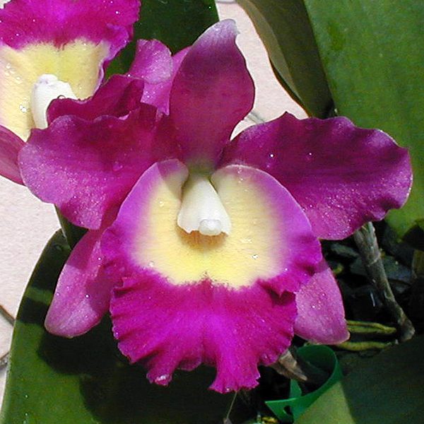 Brassolaeliocattleya Sa-Ngob Delight 'Sa-Ngob' AM/AOS orchid, flower number C128