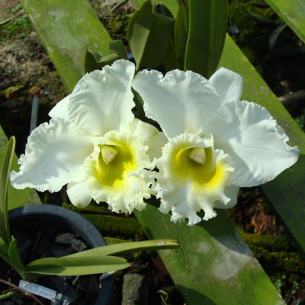 Cattleya Porntip 'Joe' orchid, flower number C131