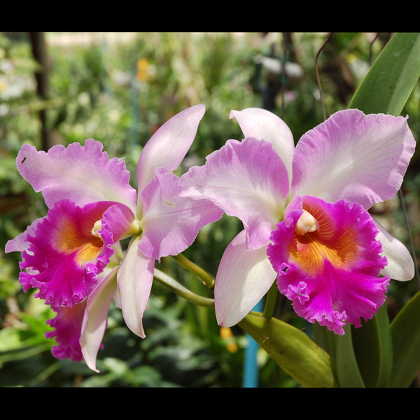Brassolaeliocattleya Pink Diamond orchid, flower number C143