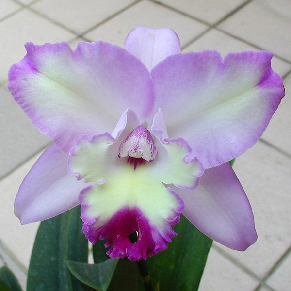C144 · Epidendrum floribundum