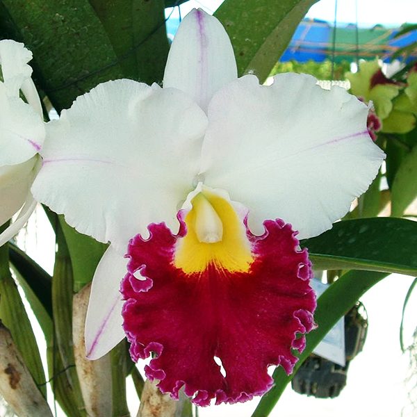 C160 · Laeliocattleya Chyong Gun Swan ‘Ruby Lip’ AM/OSROC