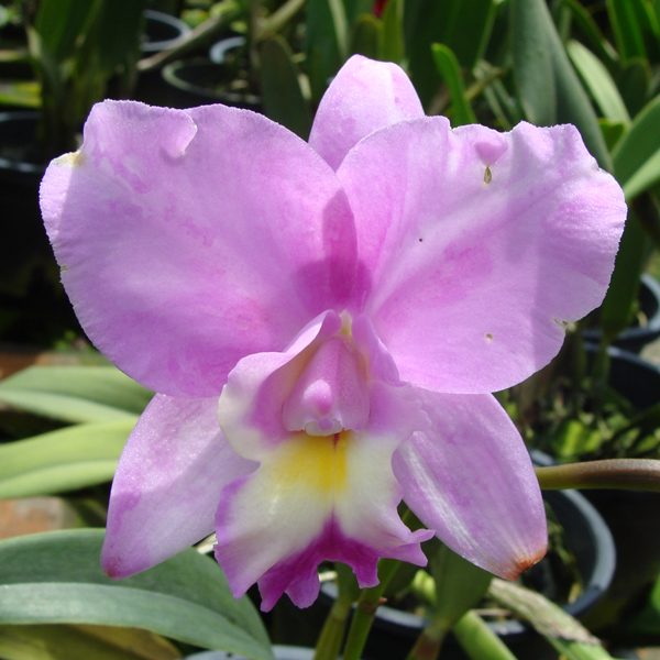 C162 · Laeliocattleya Hsinying Skies ‘Ching Hua’