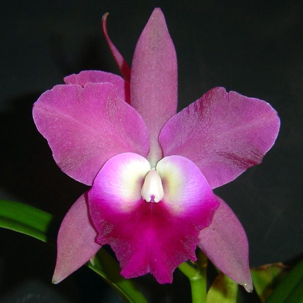C167 · Cattleya Netrasiri Waxy × Love Knot