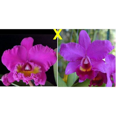 C168 · Brassolaeliocattleya Bryce Canyon × C Little Irene