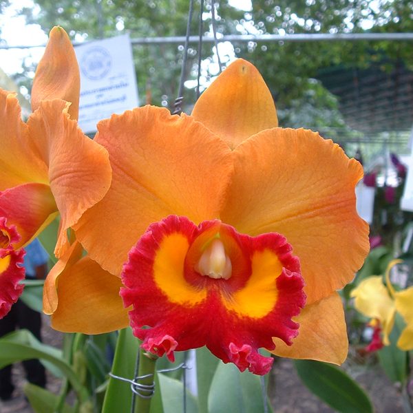 Brassolaeliocattleya Yen 24 Karat orchid, flower number C171