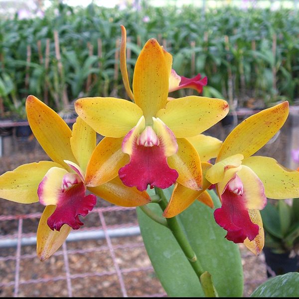 C178 · Laeliocattleya Varut Jungle