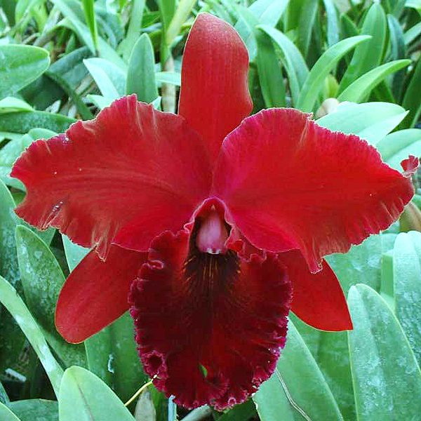 C194 · Brassolaeliocattleya Chia Lin ‘Red Rose’ AM/AOS, SM/JGP