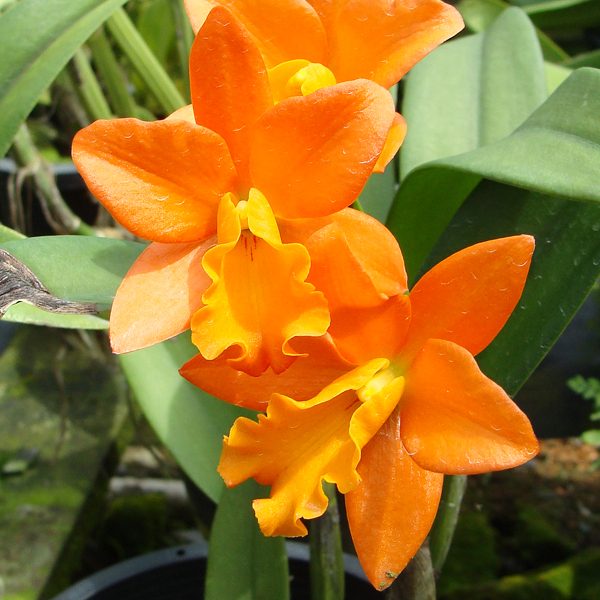 Brassolaeliocattleya Orange Nugget 'Kadooka' HCC/AOS orchid, flower number C195