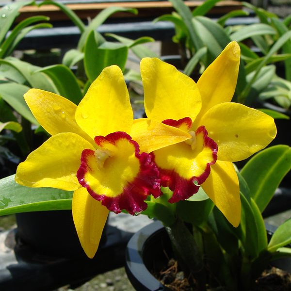 C212 · Potinara Thiti ‘Chanchai Gold’