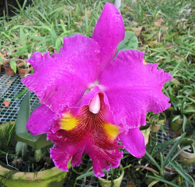 C213 · Brassolaeliocattleya Lucky Strike ‘Mongkoltrakul’ FCC
