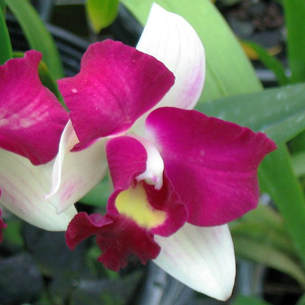 C214 · Brassolaeliocattleya Haw Yuan Beauty ‘187’