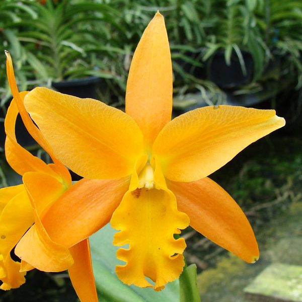 C218 · Potinara Wattana ‘Gold’